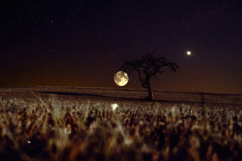 Moonlit Garden